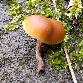 もり