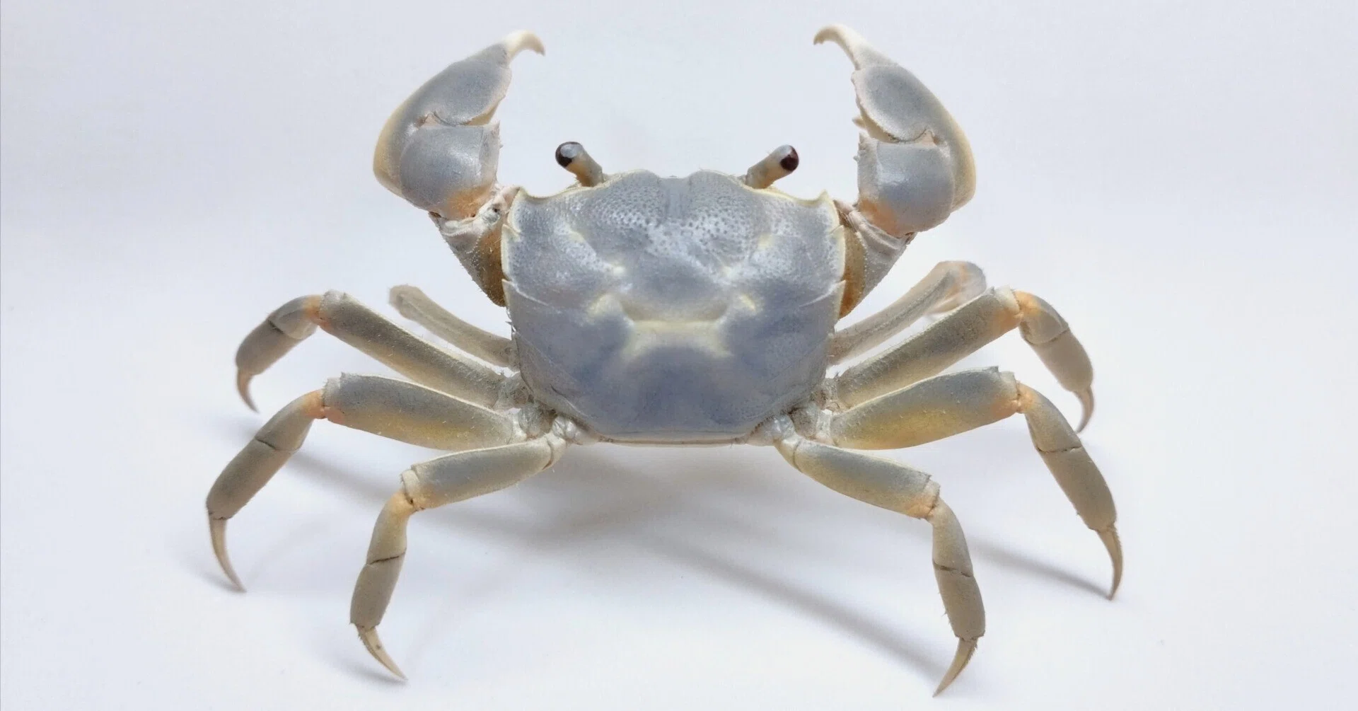 yEncase - Taurillon Lagoon / 縫製なき構造体 I tried making a taxidermy of a Japanese marsh crab｜魚道部