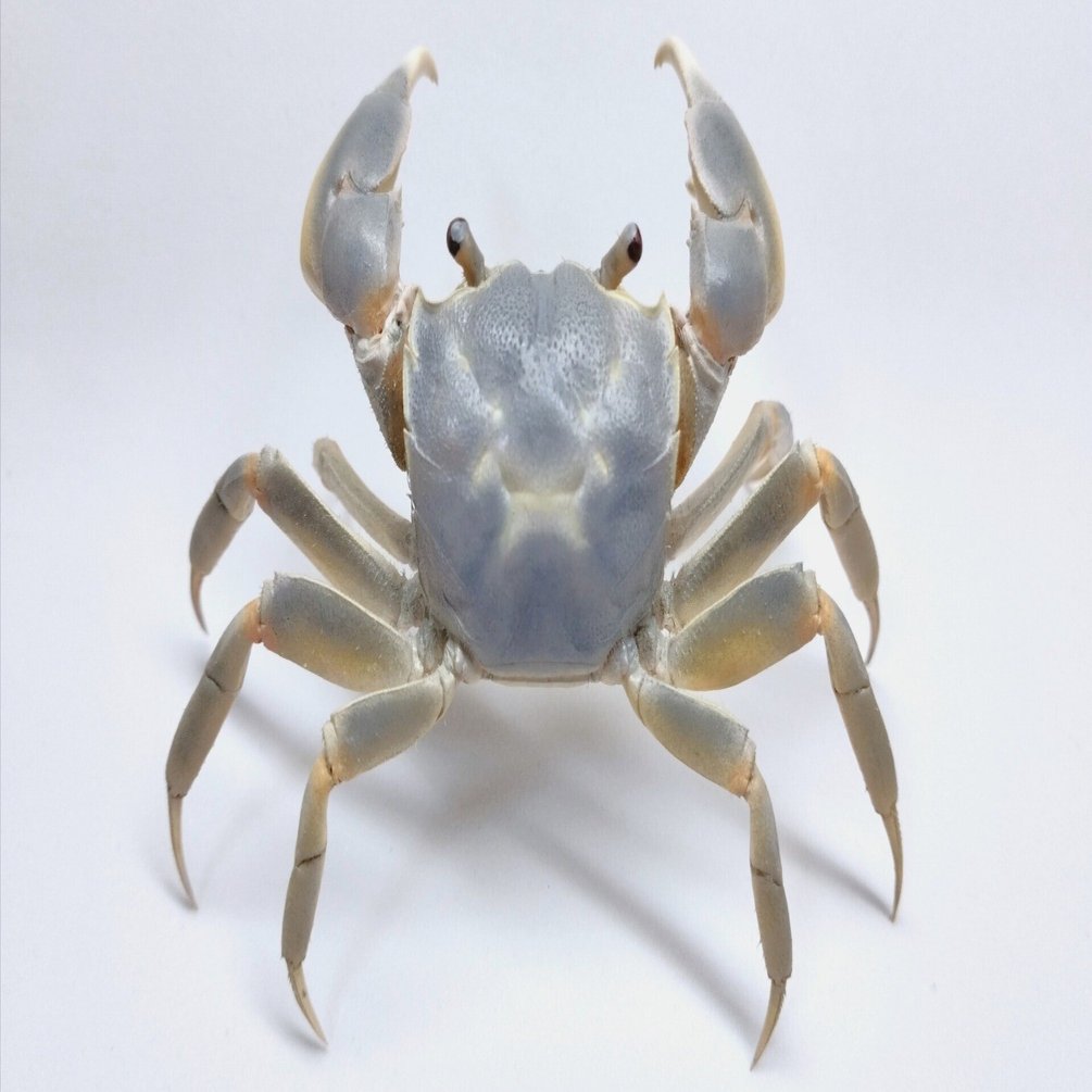 アシハラガニの剥製を作ってみた｜魚道部！/ 剥製師 力石眞弘 (ﾁｶﾗｲｼ ﾏｻﾋﾛ)