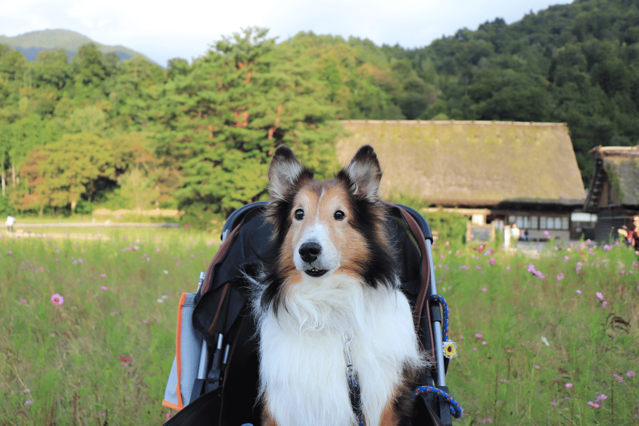 犬の話 愛犬が残した処方箋 そらの Note 犬の話 愛犬が残した処方箋 そらの Note