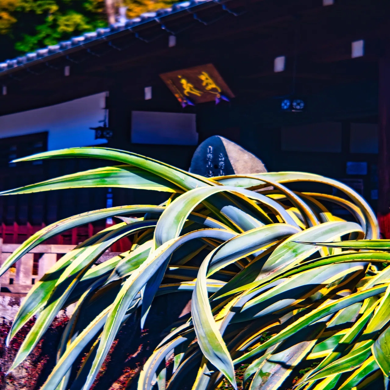 Old Lens 遊び Carl Anastigmat 80mm F3.5｜Yoshiki77