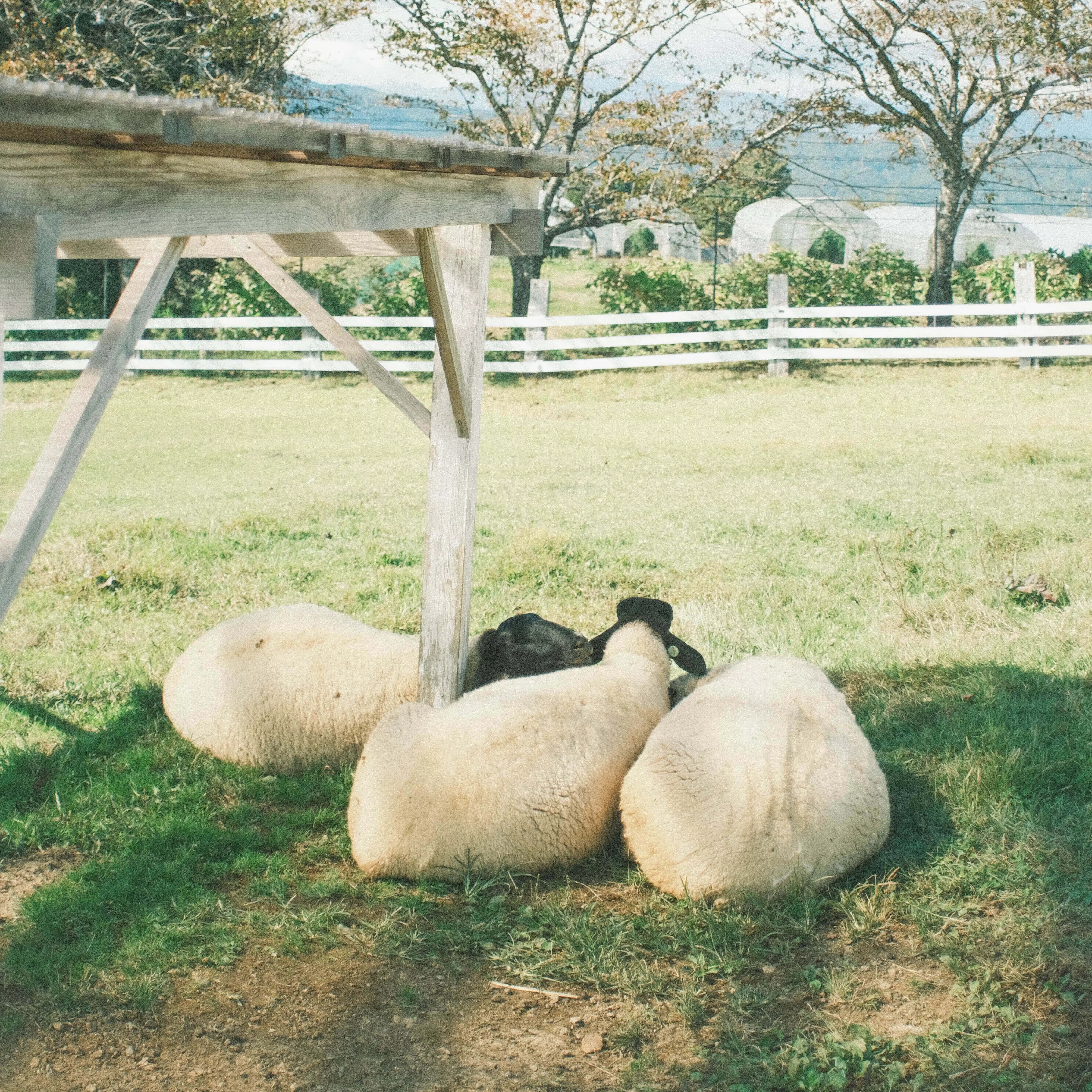 山野　青