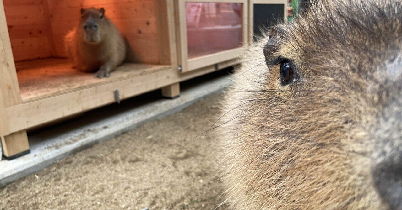 節分イベントでしたね‼️｜桂浜水族館 公式