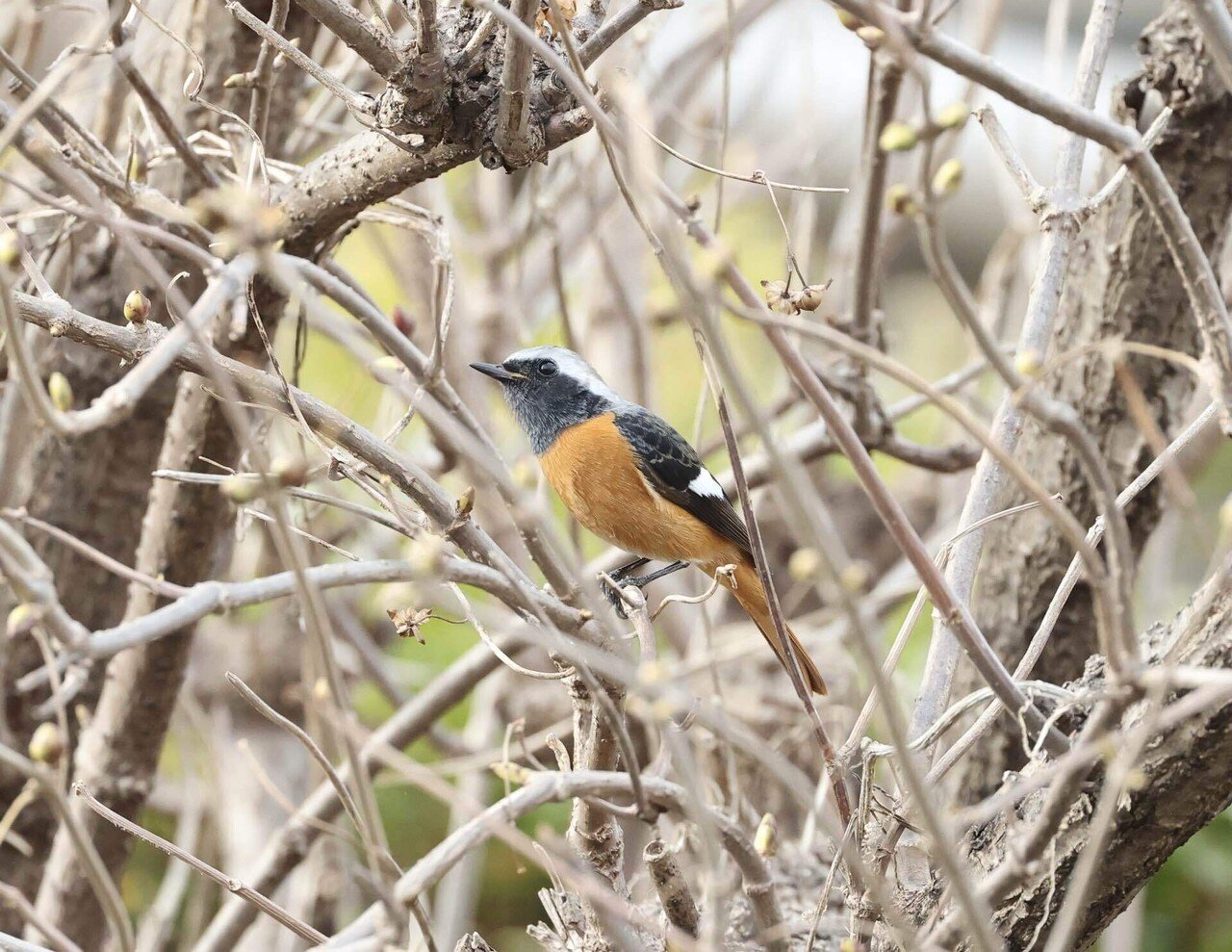 鳥の休息 たじ New 2025 Kawasaki Ninja ZX-4RR ABS, Lynnwood WA | Specs