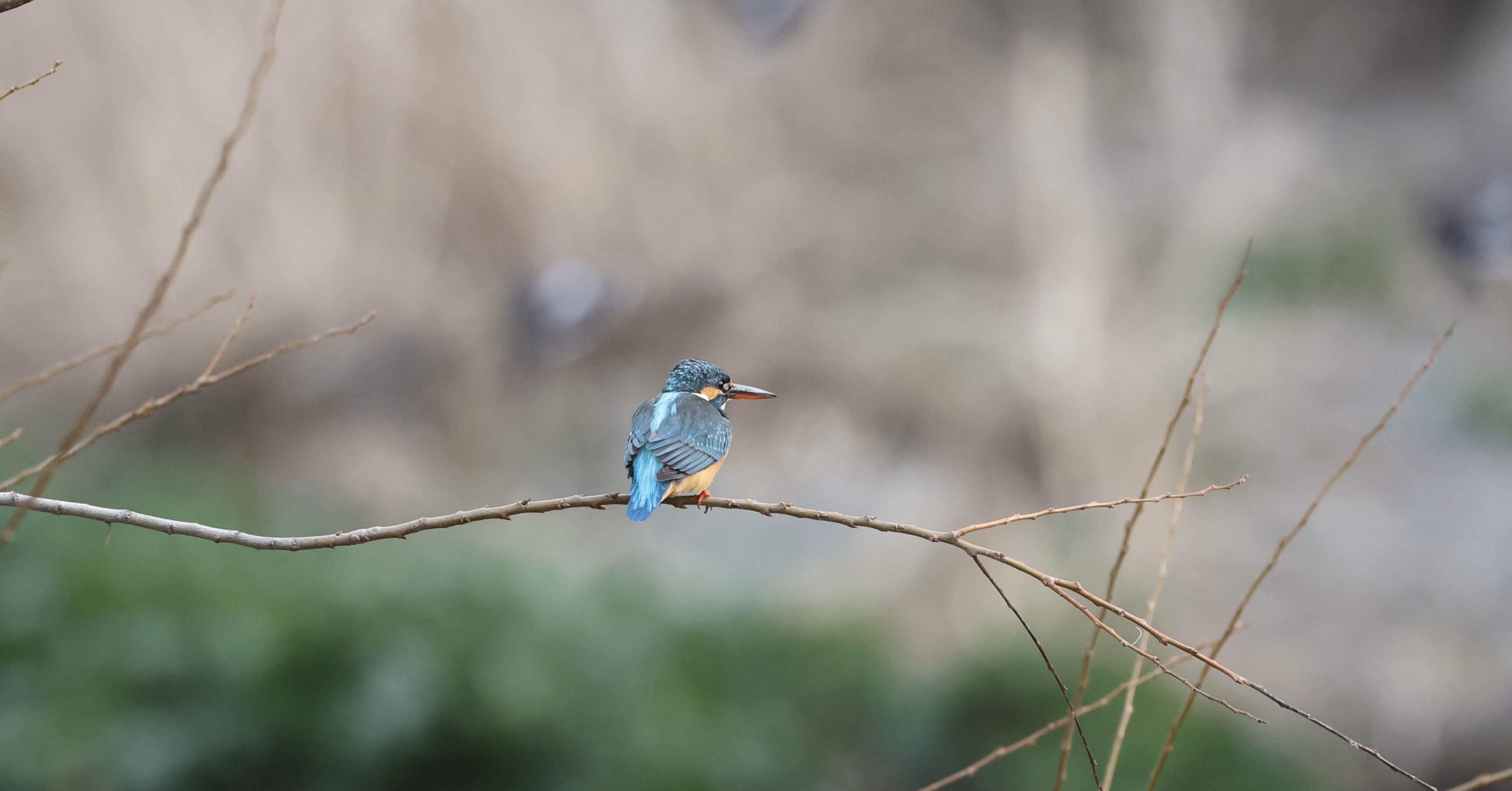 小枝の鳥 999-9298.jpg