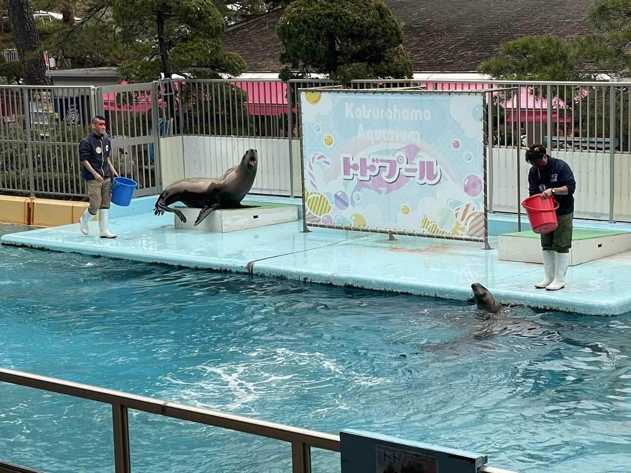 節分イベントでしたね‼️｜桂浜水族館 公式