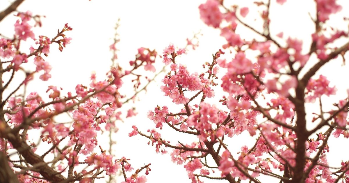 早咲きの桜とオールドレンズで春を先撮り!|つぐさね 早咲きの桜とオールドレンズで春を先撮り!|つぐさね