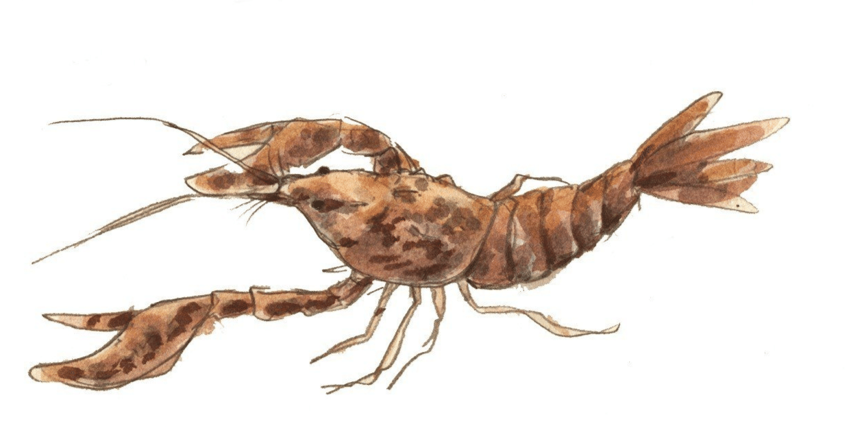 ネタバレ】ザリガニの鳴くところ｜タイトルの意味を英題から考える｜オノコ