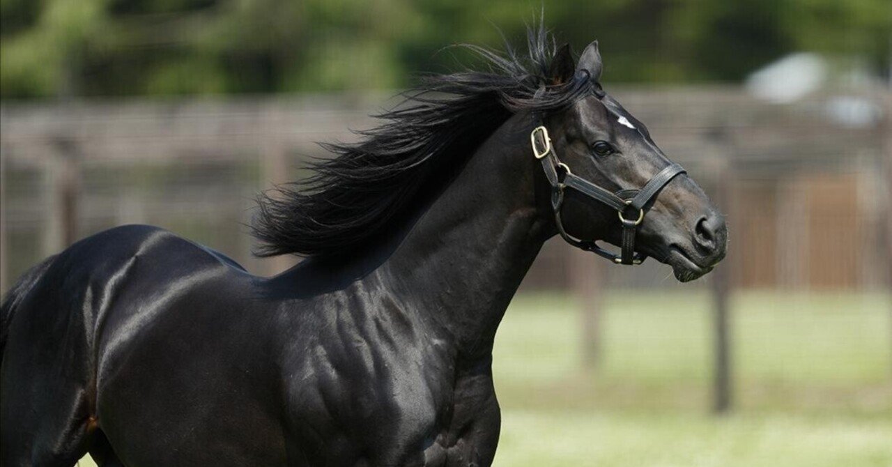 重賞で見るサラブレッド血統支配率2024 総合｜mokomoko競馬研究所