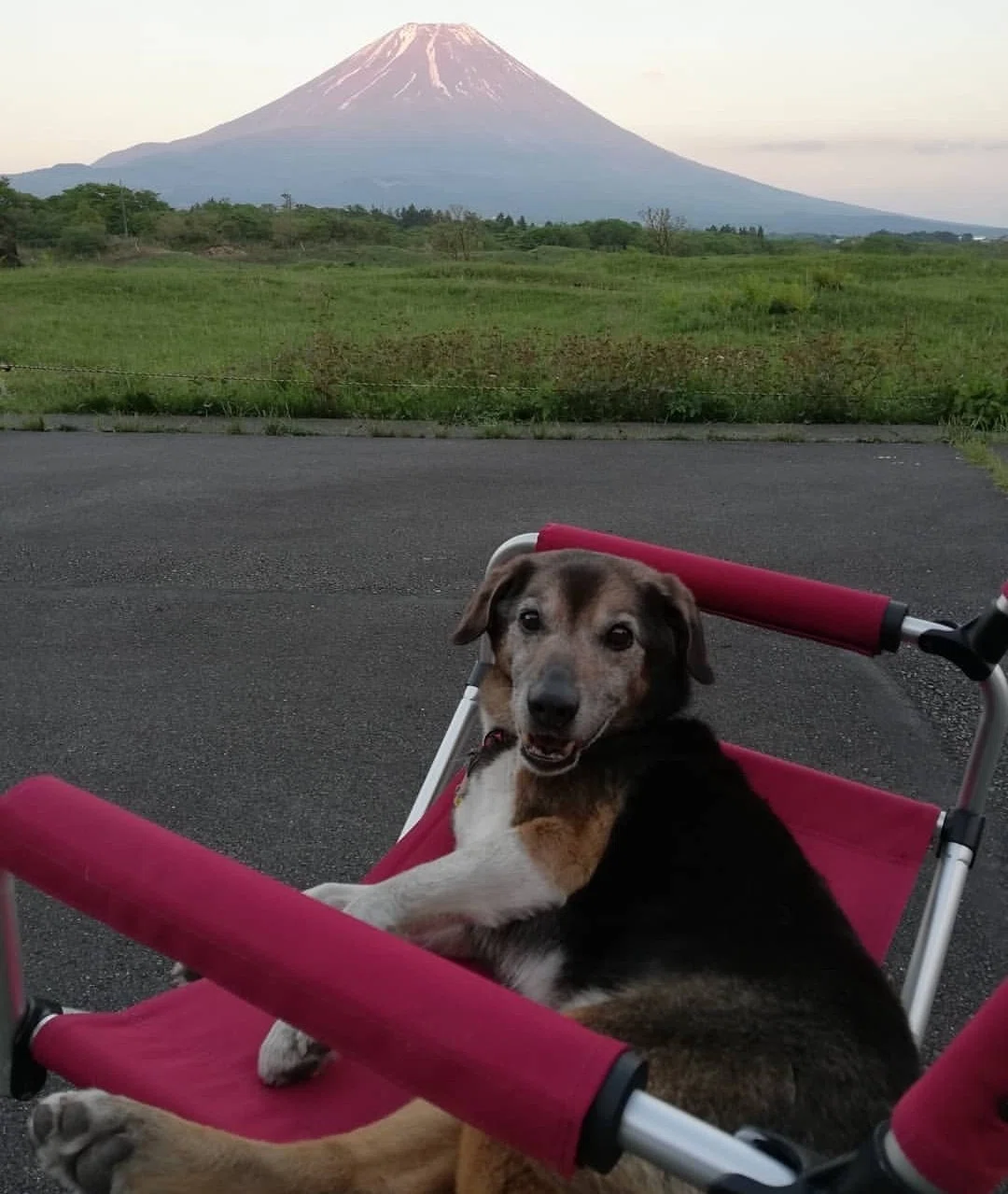 One Year Since My Dog Aged and Collapsed: What I've Learned Through ...