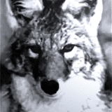 Coydog0142