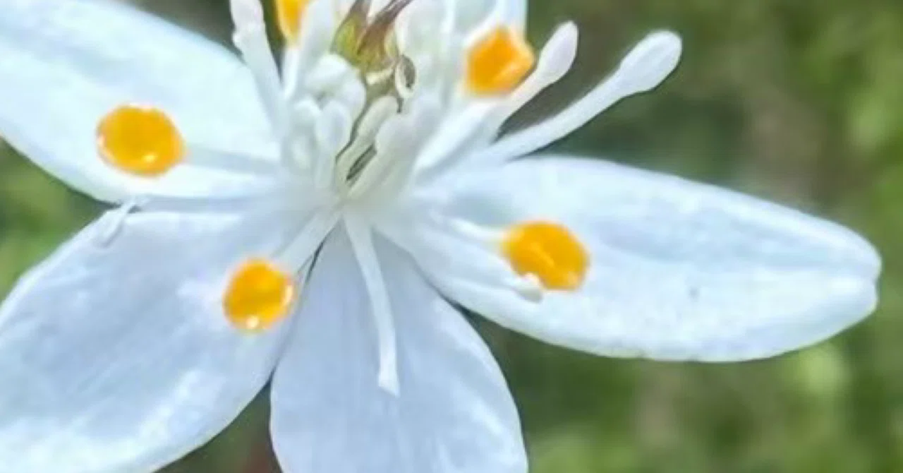 春の妖精』を意味する『スプリング エフェメラル』 そんな儚き植物たち 
