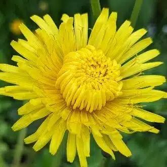 Sunny