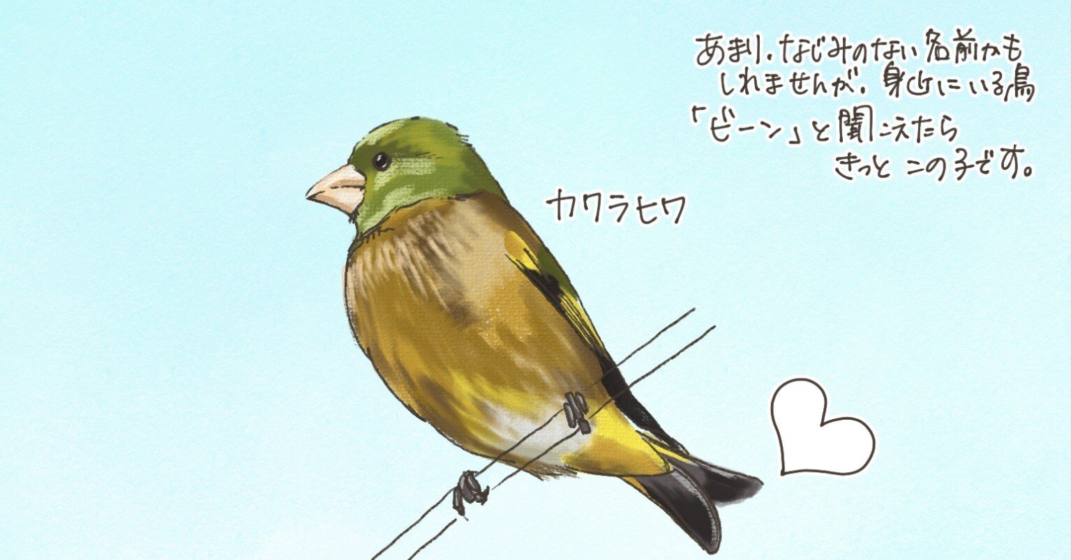 ハートの尾羽｜カワラヒワ｜くますけ｜自然ガイド・クリエイター