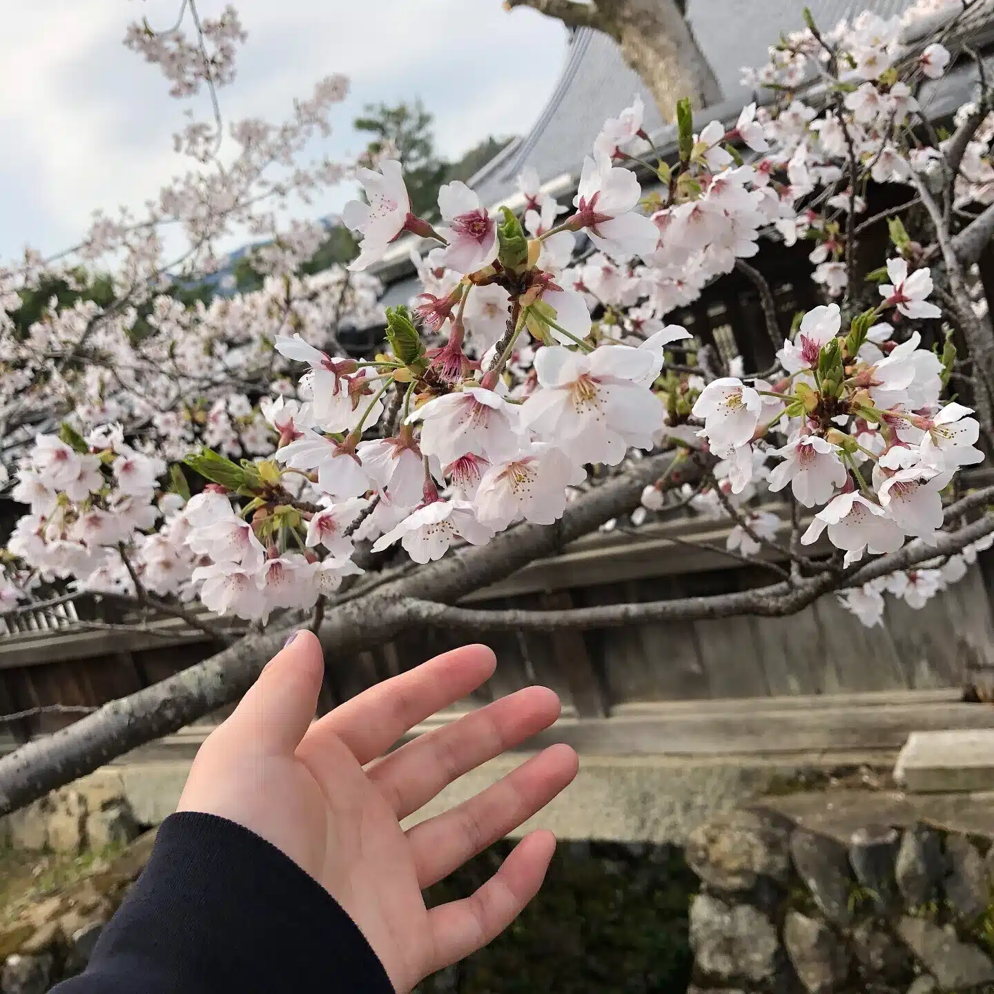 ななしさん。