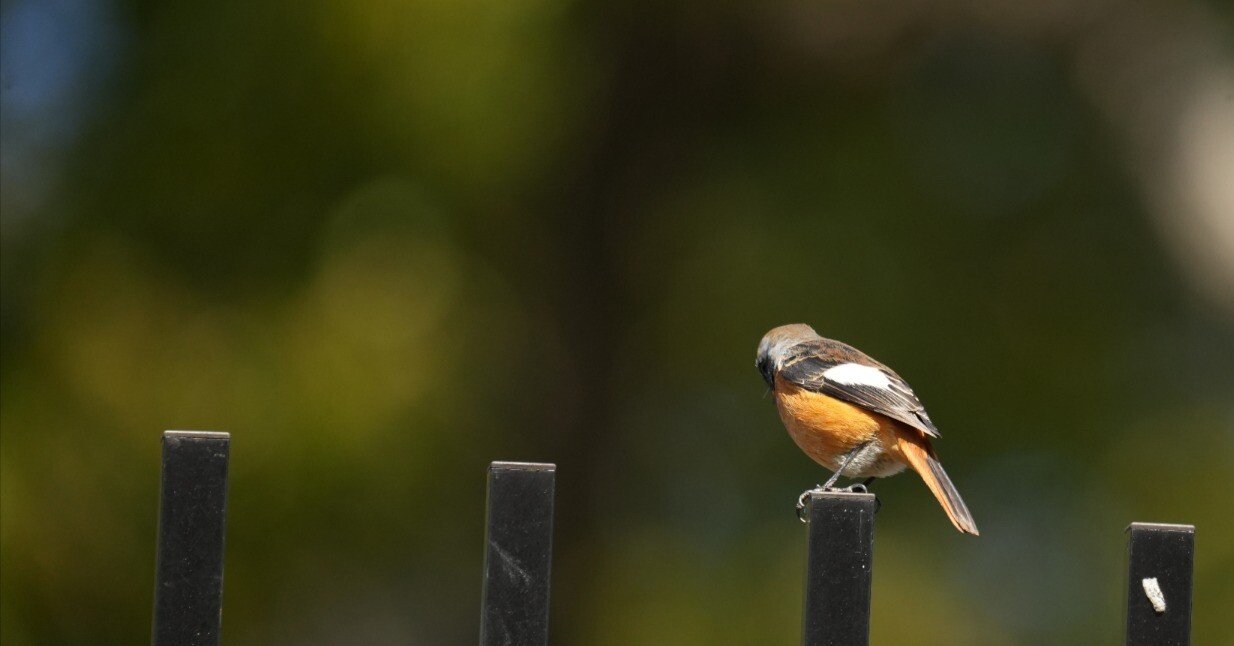 上野動物園の鳥さんの話｜東風谷Ch