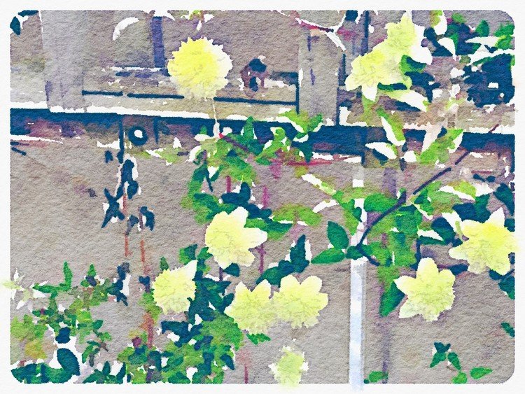 写真を水彩画風にしてくれるアプリ Waterlogue を試してみました。https://itunes.apple.com/us/app/waterlogue/id764925064?mt=8