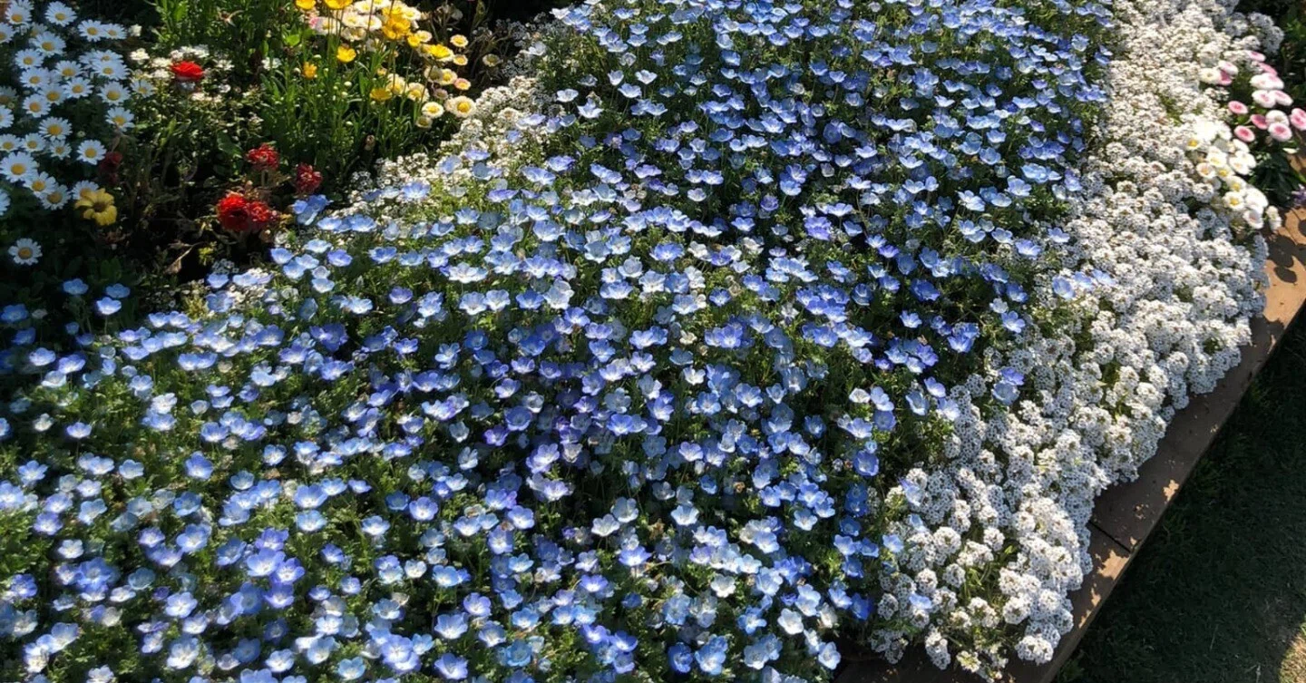 絶景植物・ネモフィラ 花の名は。Vol.22｜新井裕之（StudioA）