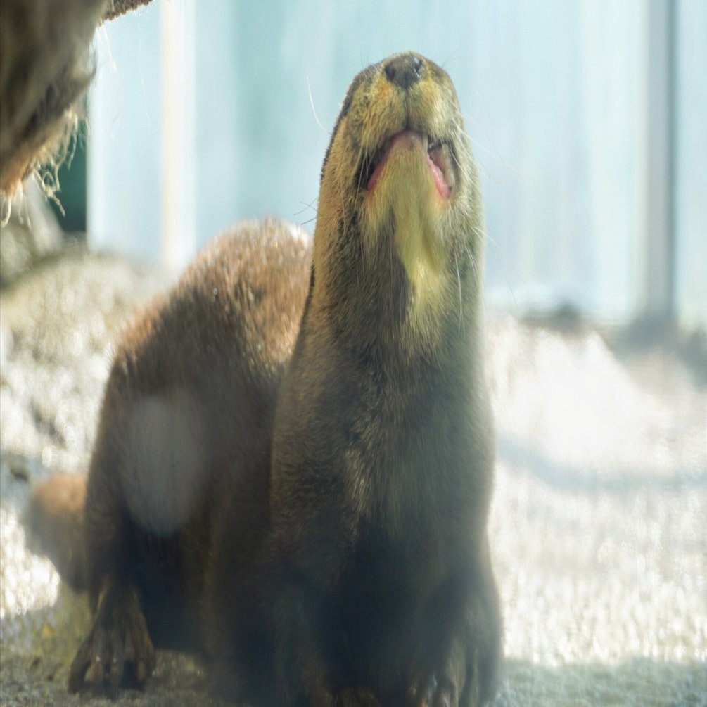 新江ノ島水族館 2025年1月29日｜ウソソ（カワウソファンの園館ノート）