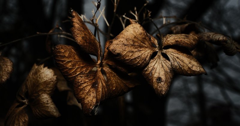 FUJIFILM X-T5 - ストロボ｜あお｜note