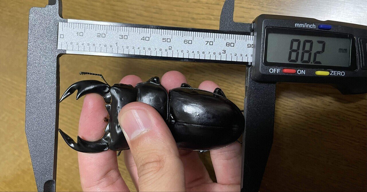 目指せ90mm 巨大アンタエウスの育て方｜Stag Beetle