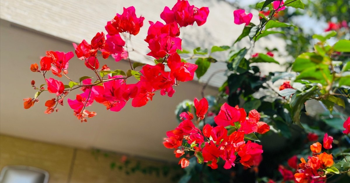 ブーゲンビリア希少No877 3～4種類の花が咲きます‼️接ぎ木です‼️