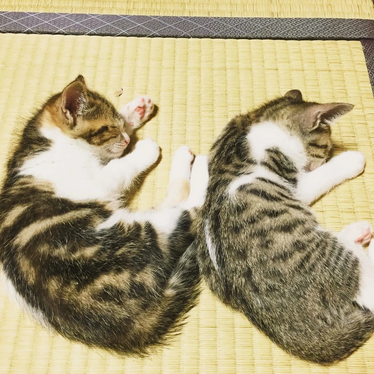 私が猫派になった理由16｜旅猫さん（straycatraveler.jp）｜note