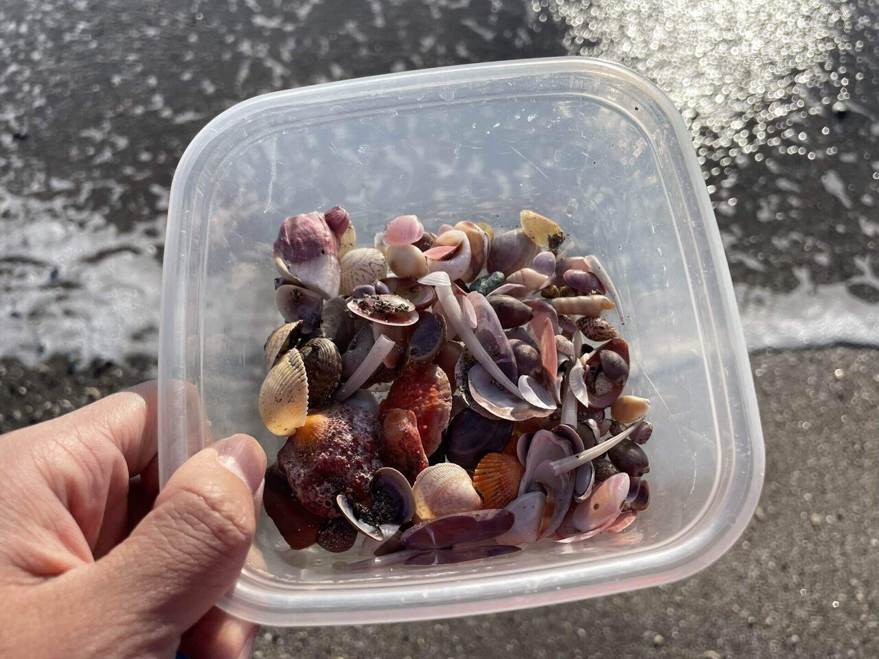 海からのプレゼントに魅せられて 〜桜貝編〜｜きぜつ