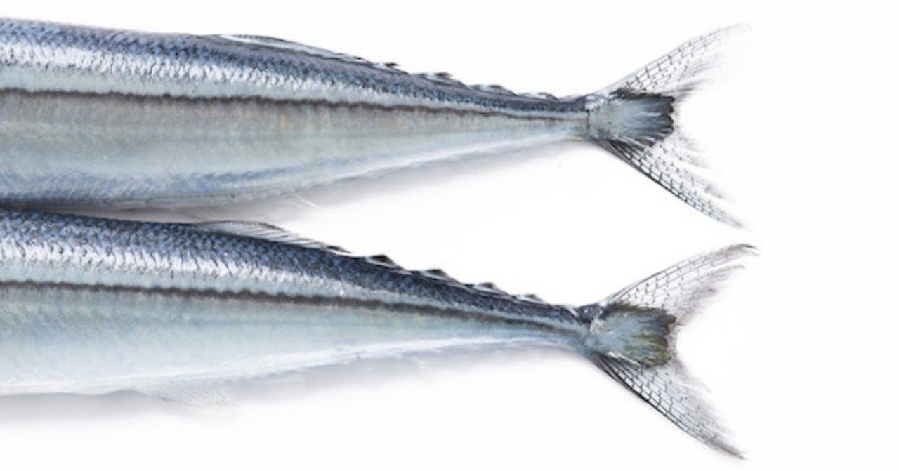 サバとカツオ どっちを狙う 公式 The Go Giver Japan Note