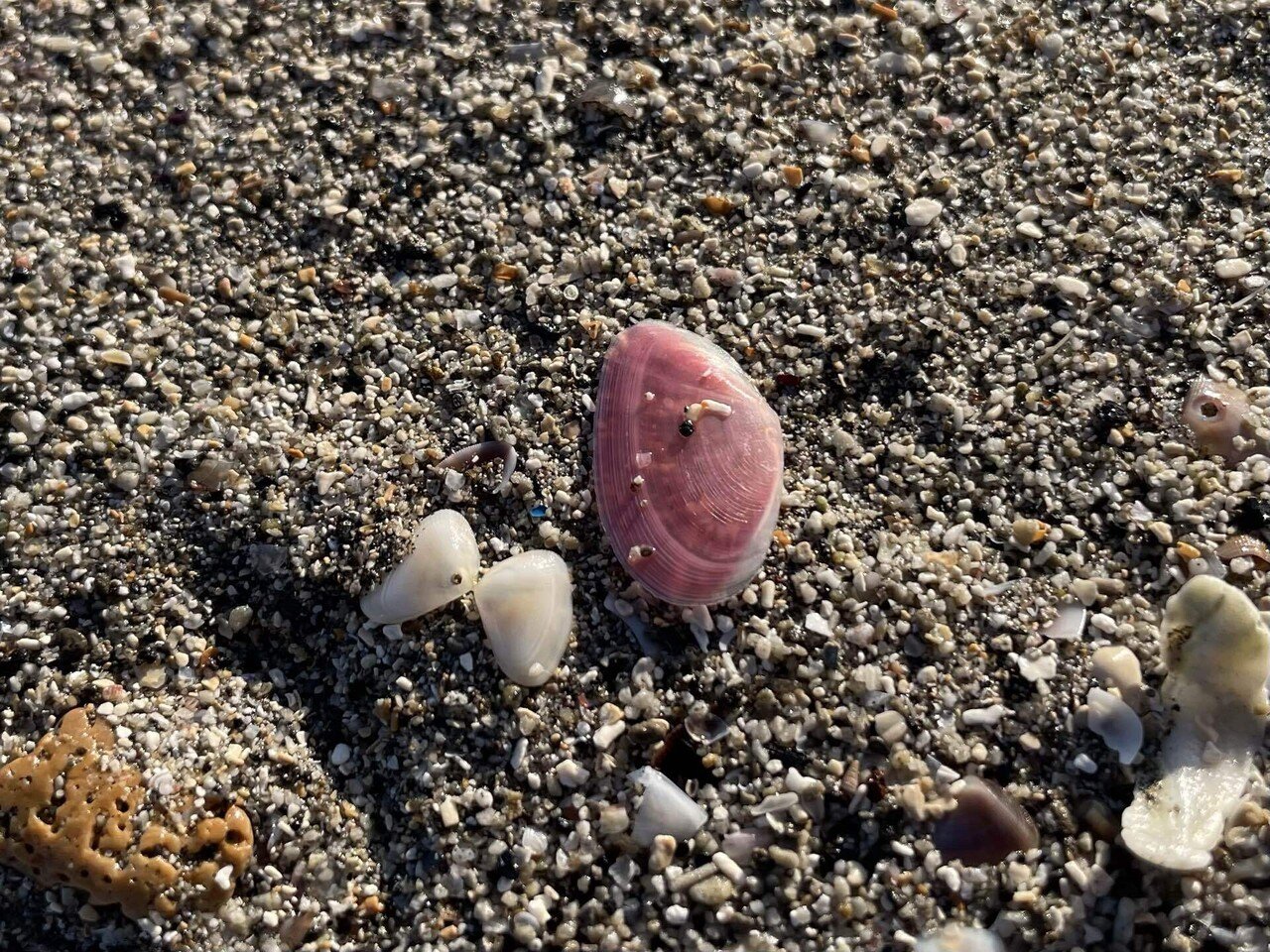 海からのプレゼントに魅せられて 〜桜貝編〜｜きぜつ