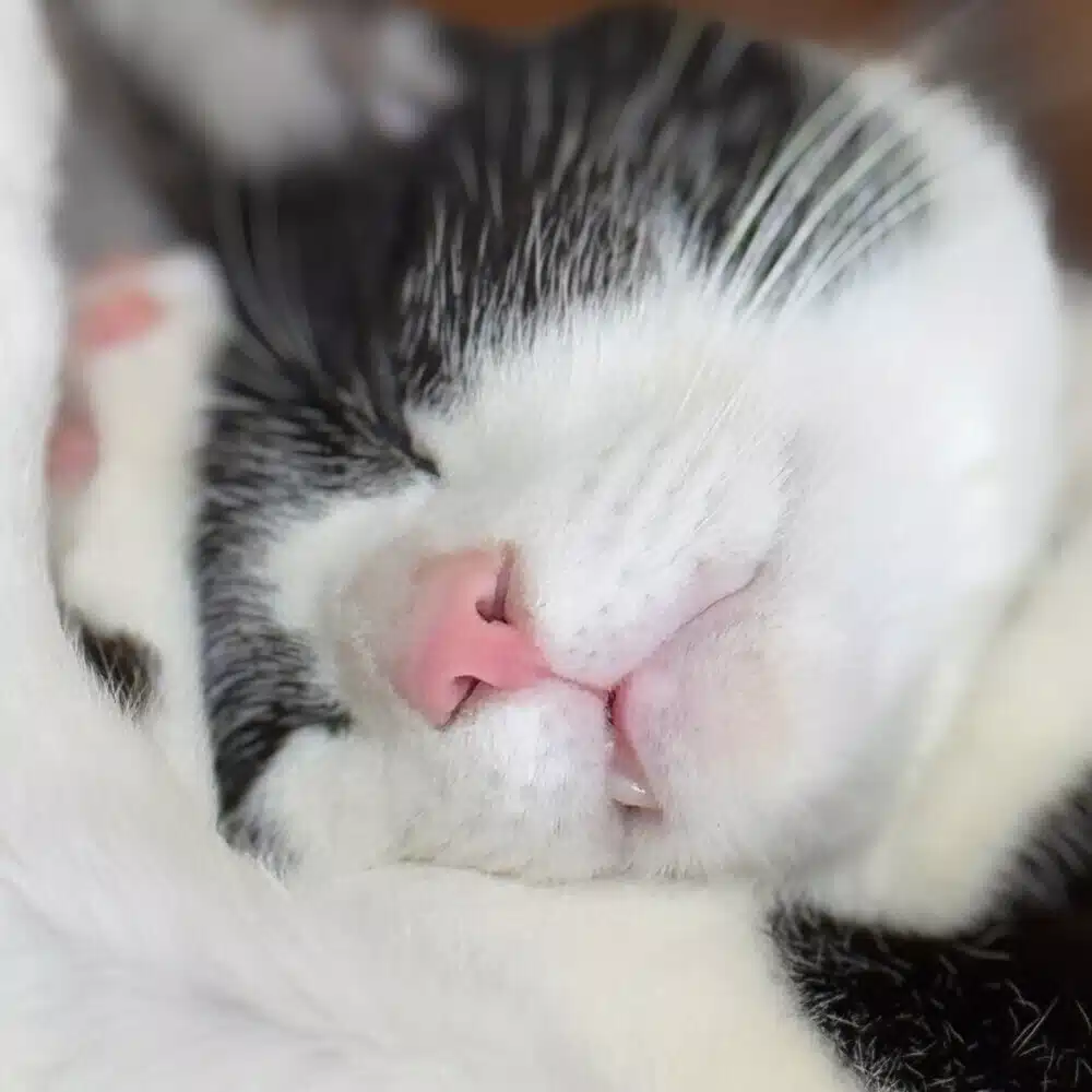 はちわれのねこ