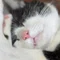 はちわれのねこ