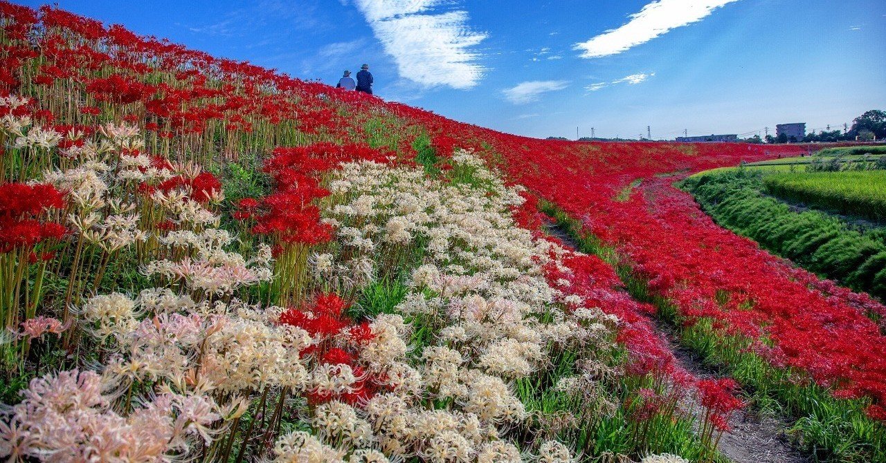 矢勝川の彼岸花 Zenpaku Note 矢勝川の彼岸花 Zenpaku Note