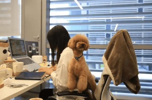 中国ではペット同伴okの会社がたくさんあります 未来はペットokにしないと中国人が就職してくれないかも 中国情報局 北京オフィス 中国ではペット同伴okの会社がたくさんあります 未来はペットokにしないと中国人が就職してくれないかも 中国情報局 北京オフィス