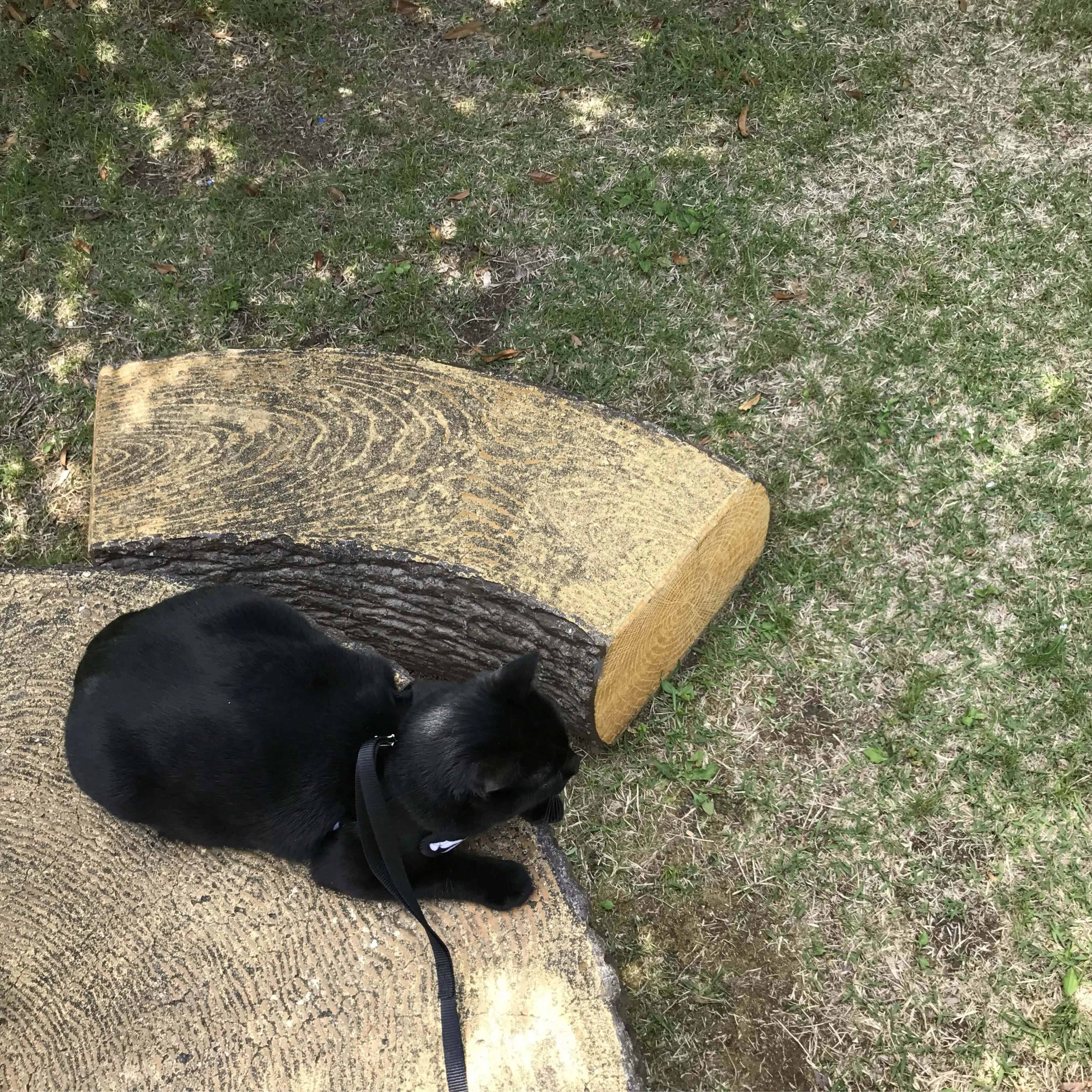 くろねこ/離婚して幸せ✌︎バツイチ子なしアラサー