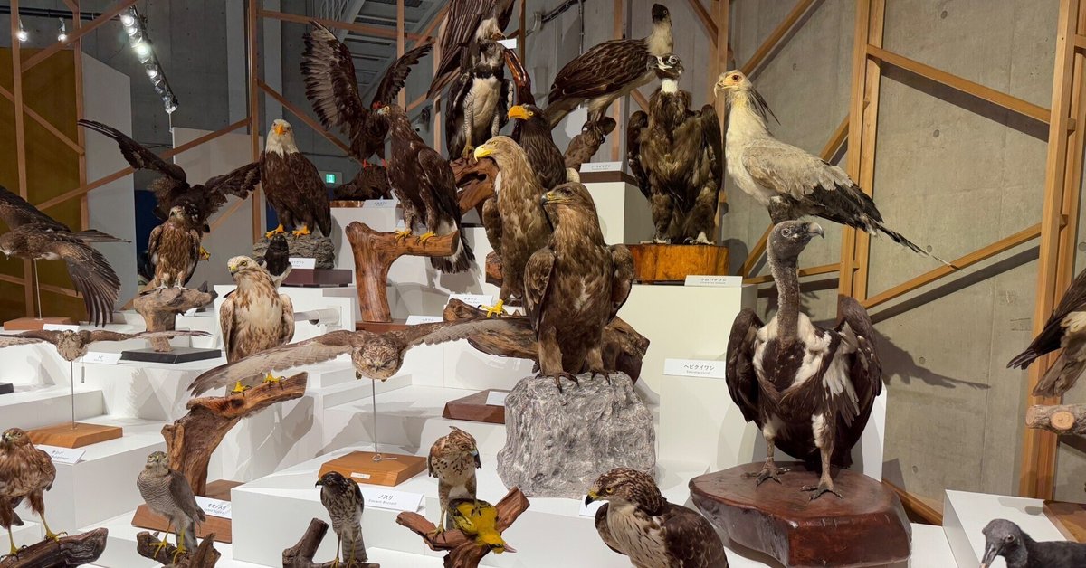 科博の鳥展に行きました｜まげメガネ