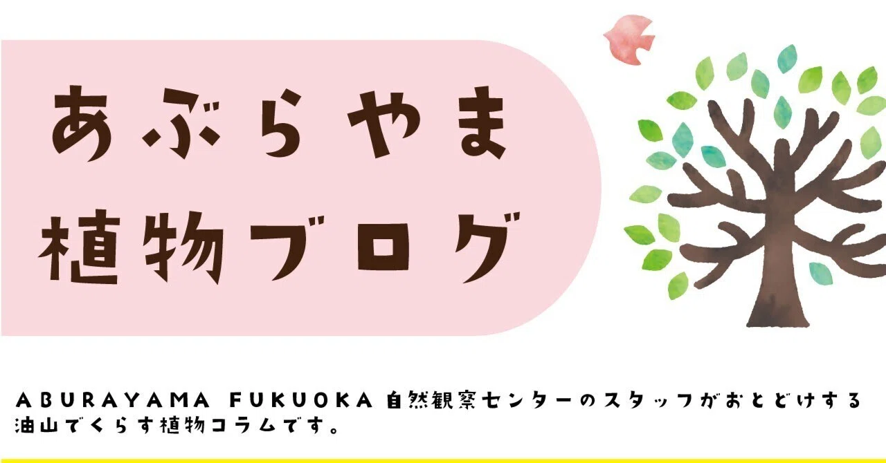 真冬の白い花？|あぶらやま植物ブログ⑬｜ABURAYAMA FUKUOKA