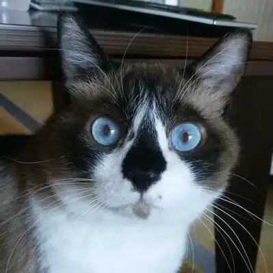 bubu