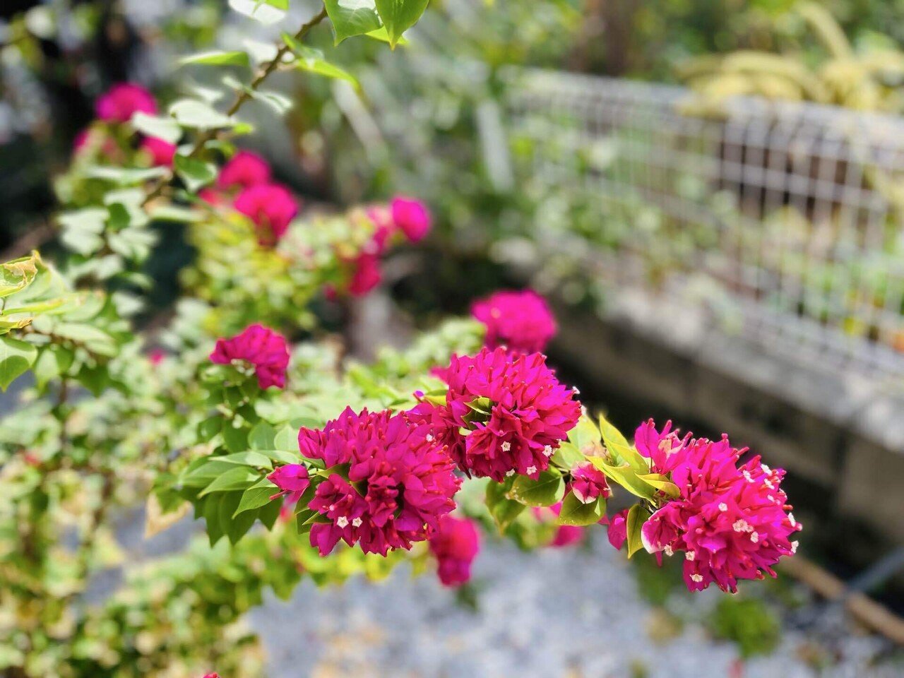 ブーゲンビリア希少No877 3～4種類の花が咲きます‼️接ぎ木です‼️