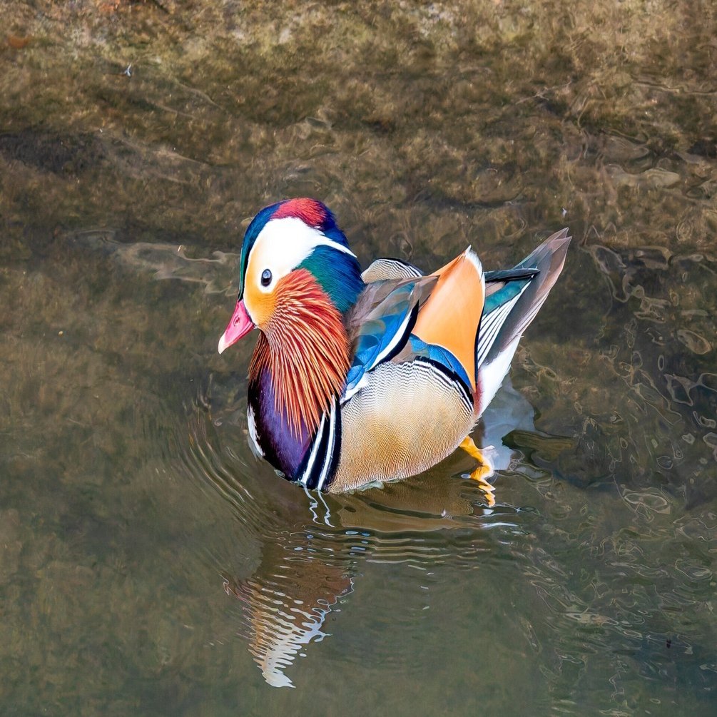 2025/2/2の野鳥記録(オシドリ、オカヨシガモなど)｜K.Y.