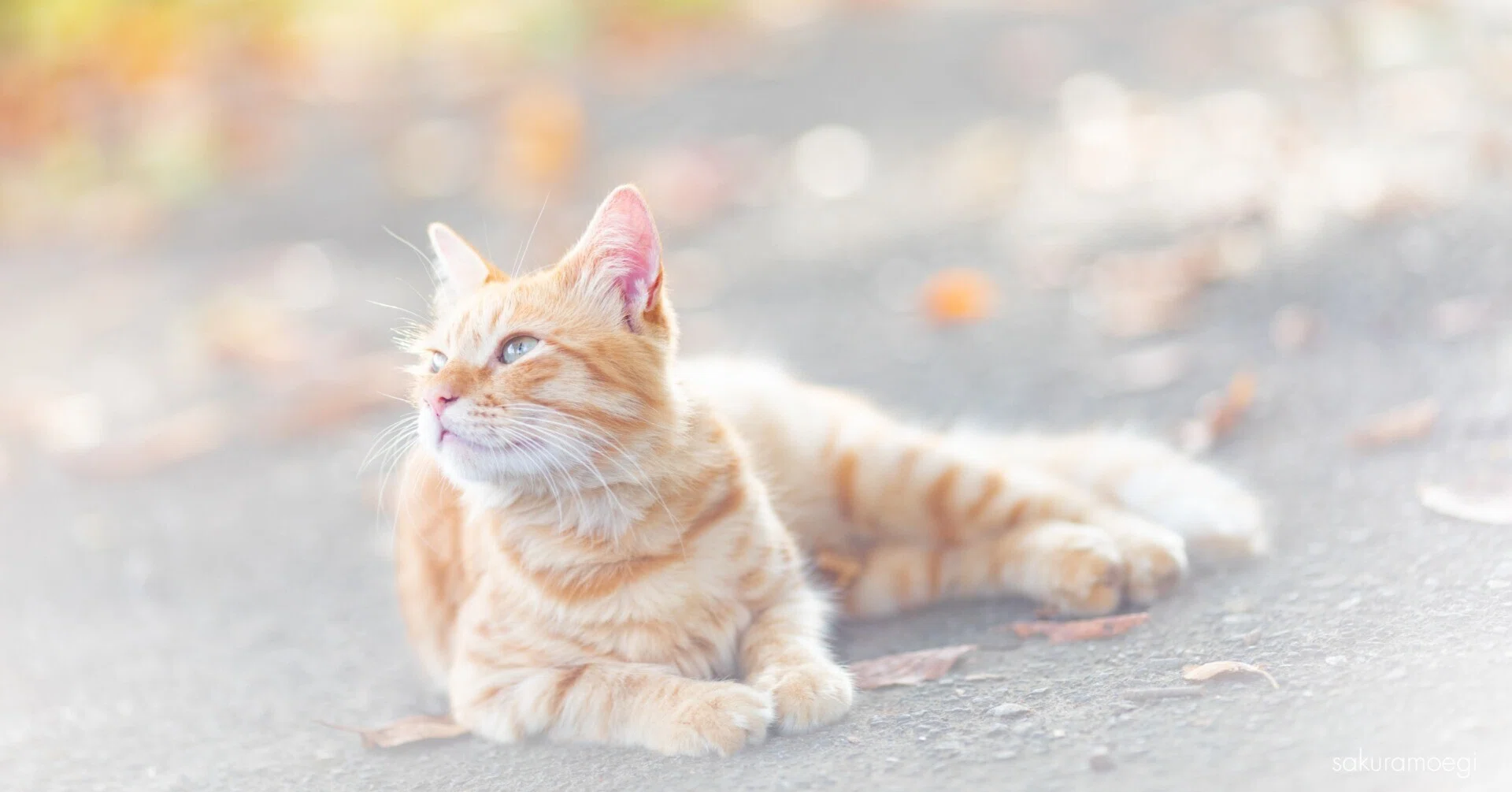 猫写真ベスト10／2025.1月｜猫写真家 さくらもえぎ＊ねこ旅日和＊