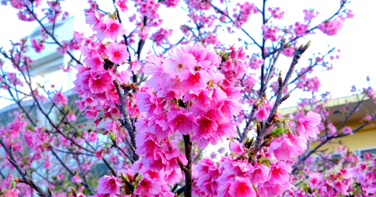寒緋桜（カンヒザクラ）が満開に｜Heira.K