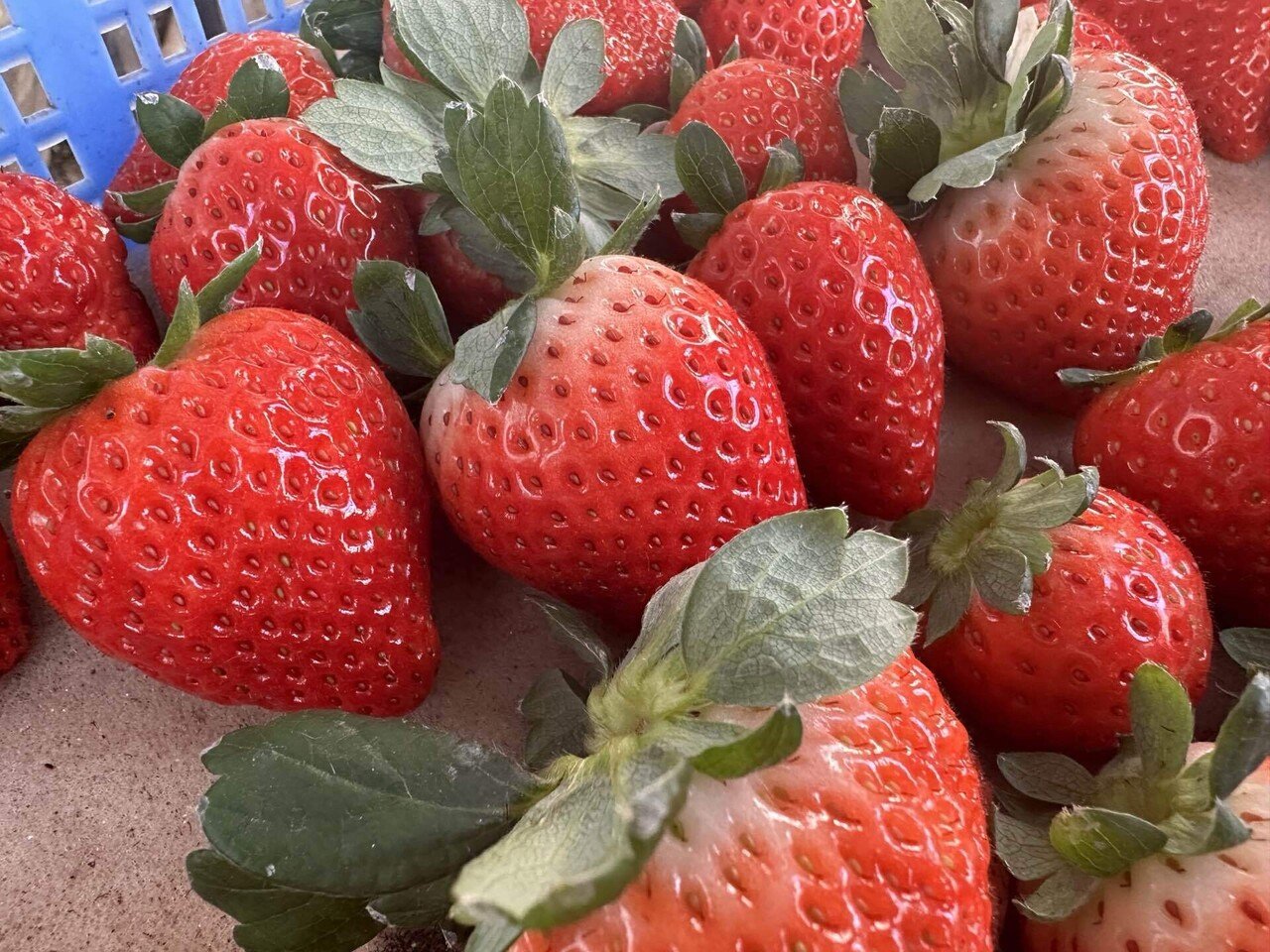 栃木×とちあいか：とちぎが贈る、極上ベリー体験① 〜 ピザーラ地産地