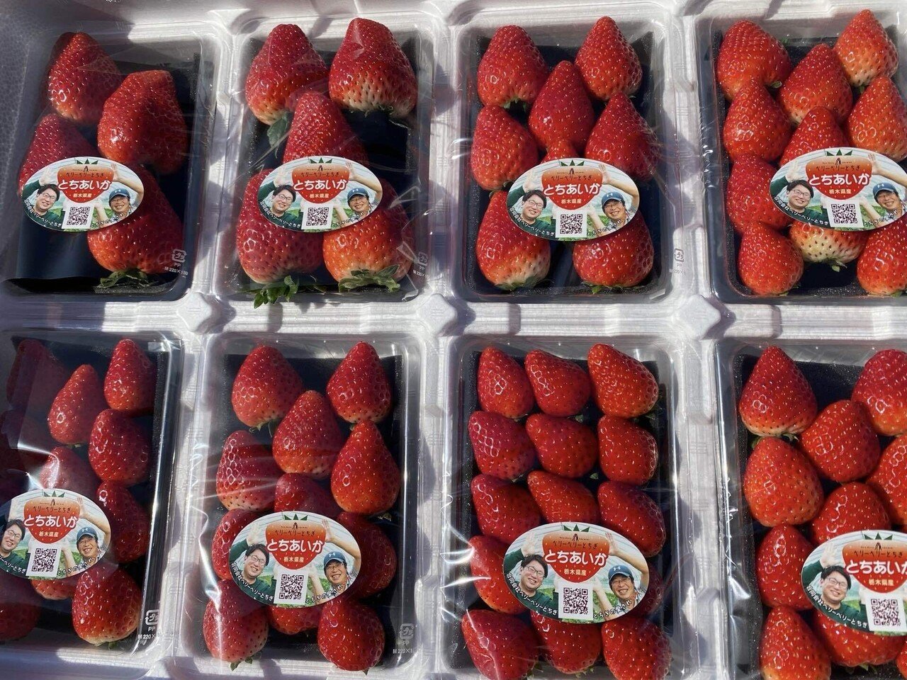 栃木×とちあいか：とちぎが贈る、極上ベリー体験① 〜 ピザーラ地産地