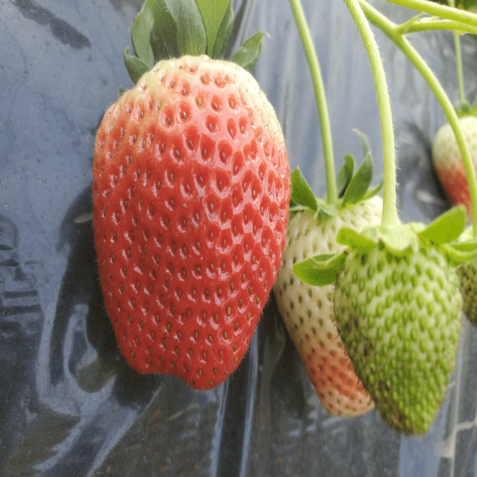 栃木×とちあいか：とちぎが贈る、極上ベリー体験① 〜 ピザーラ地産地