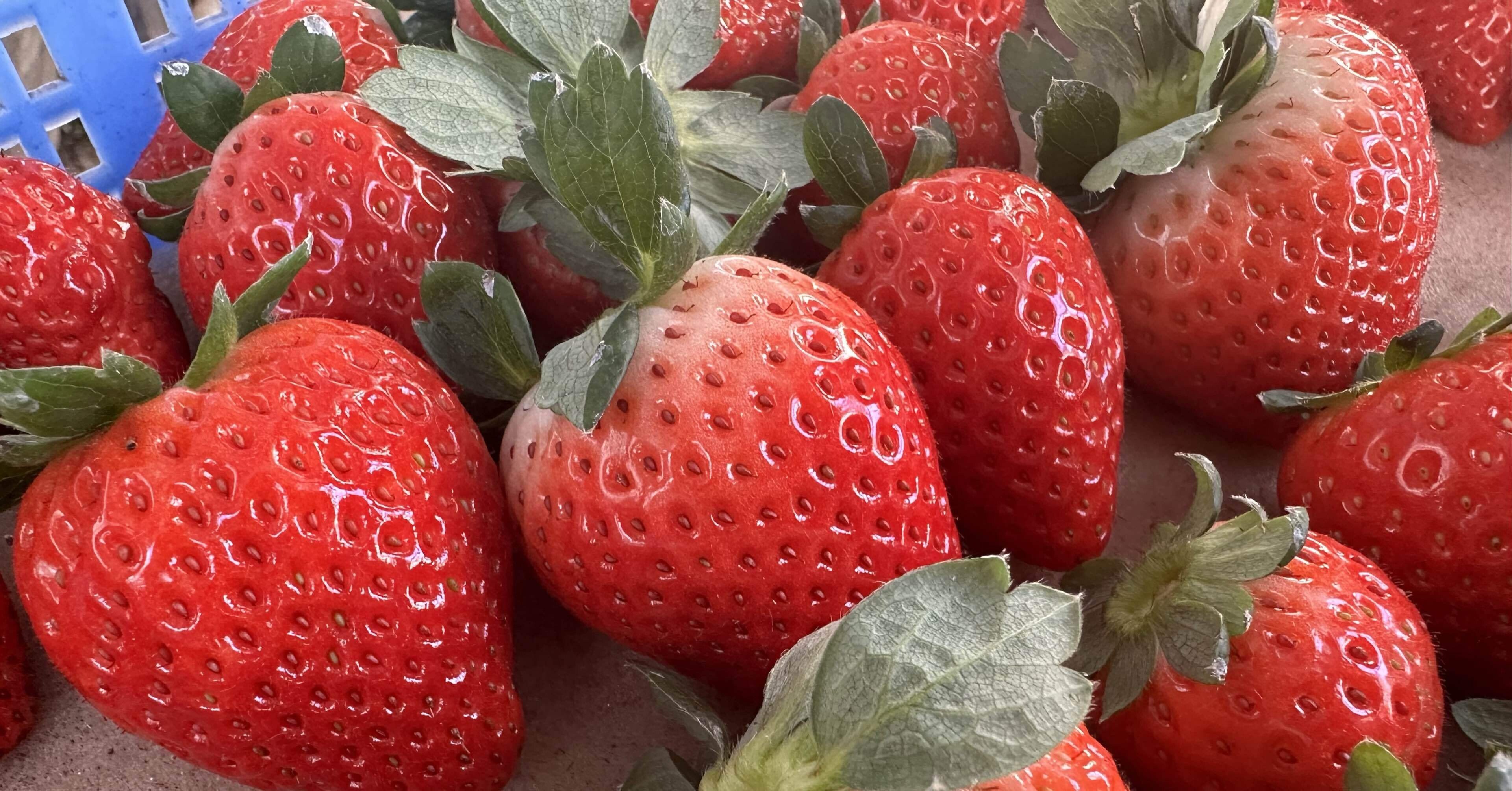 栃木×とちあいか：とちぎが贈る、極上ベリー体験① 〜 ピザーラ地産地