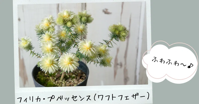 フィリカ ハイドラ 大苗 もぎ取り フィリカ ハイドラ 大苗 もぎ取り