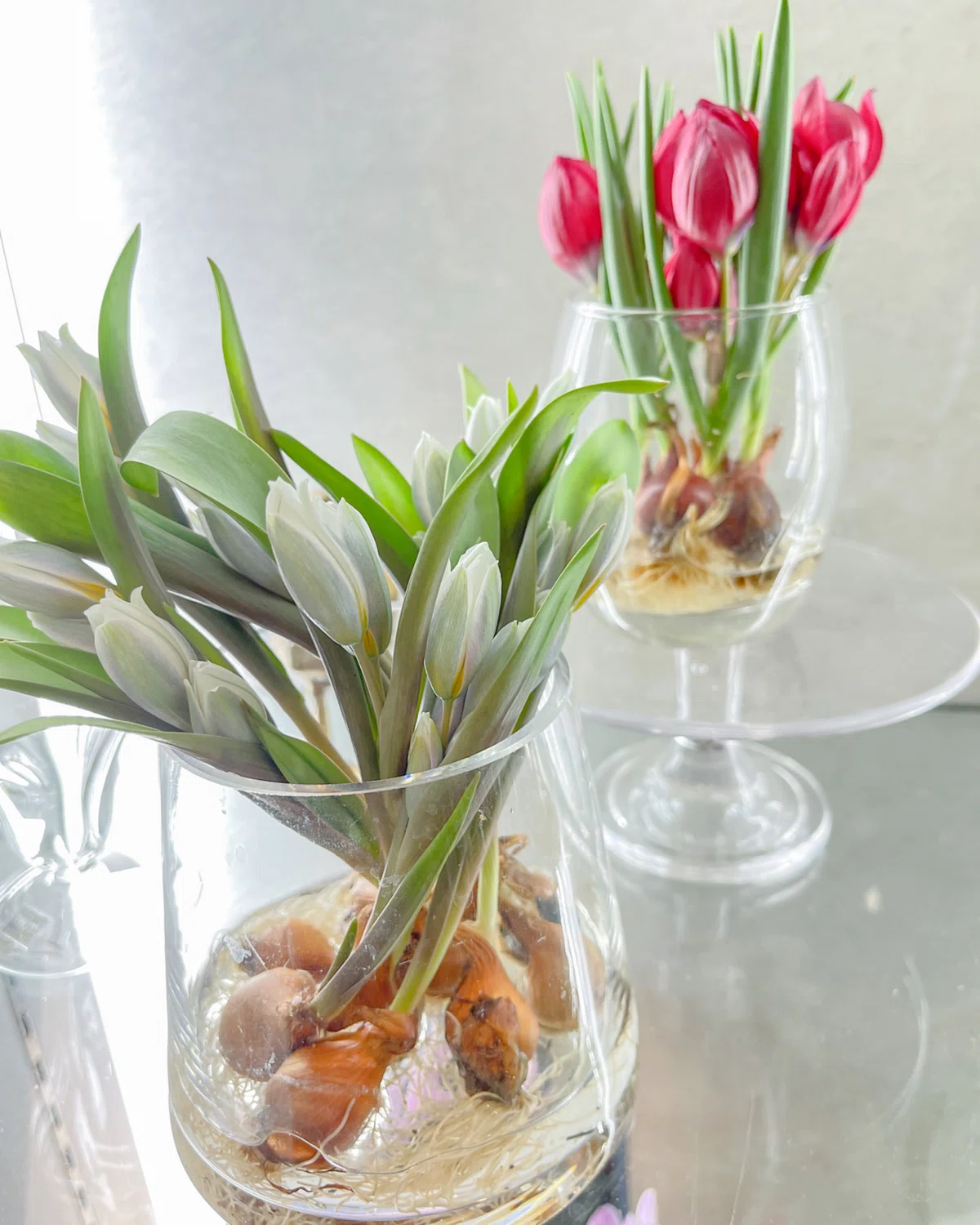 🌷おうちで簡単!球根植物を水だけで育てる方法🌷|D.STYLE