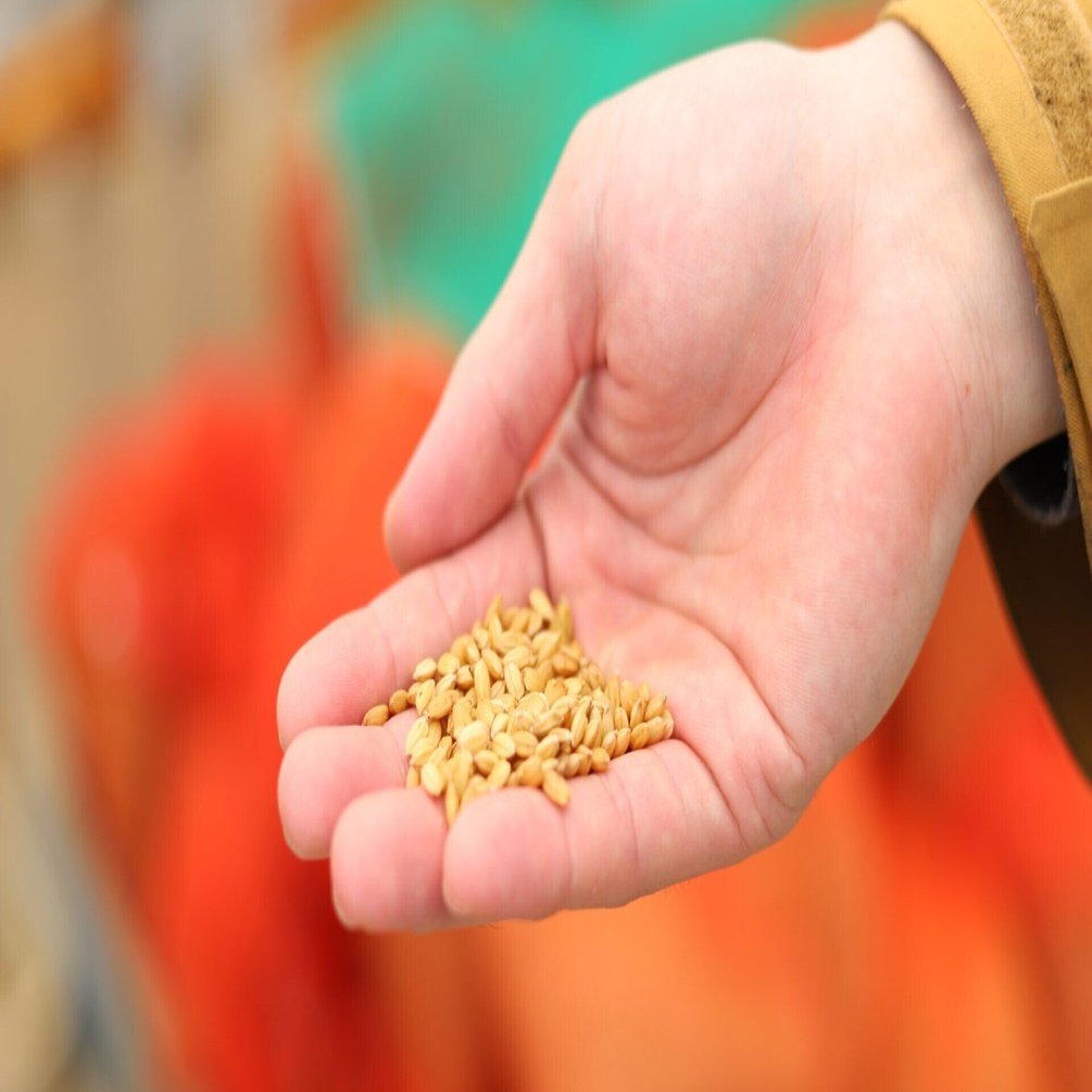 あ*う様 山田錦生産農家蔵出し 千歯こき あ*う様 山田錦生産農家蔵出し 千歯こき あ*う様