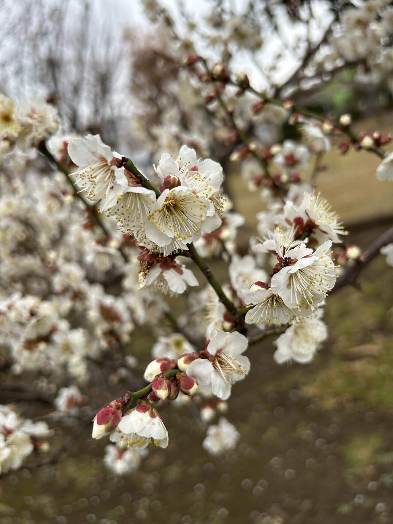 豪華な花画集。ルドゥーテ 「美花選 夏・秋」 本